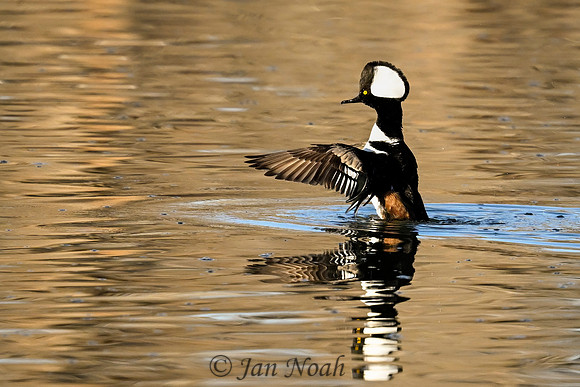 Hooded Merganser