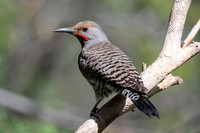 Northern Flicker