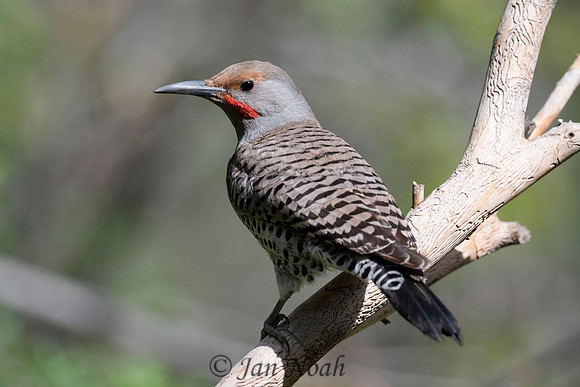 Northern Flicker