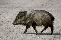 Javelina