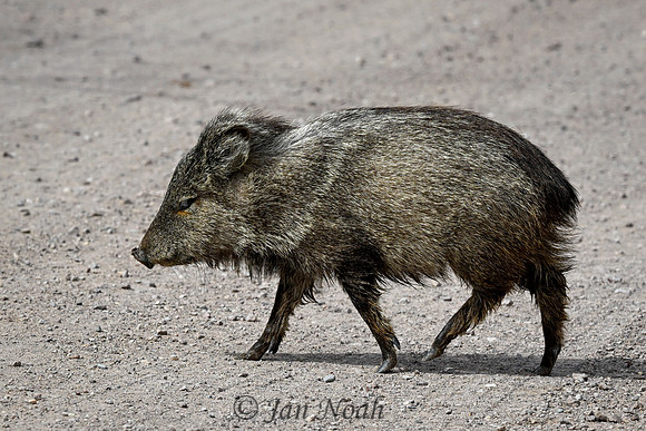 Javelina