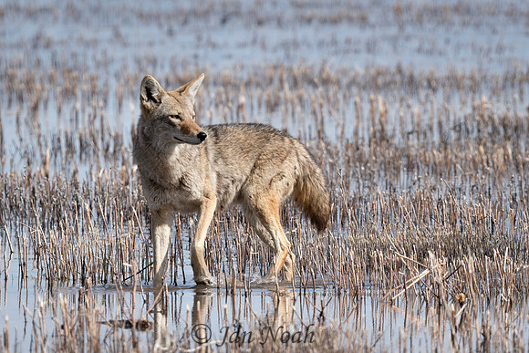Coyote