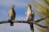 White-winged Doves