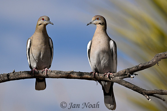 White-winged Doves