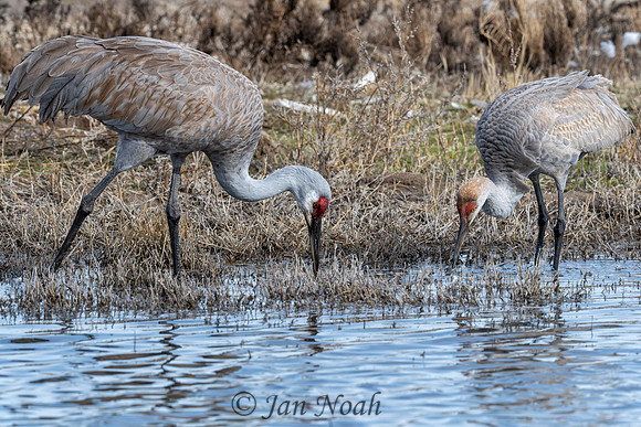 Sandhill Cranes