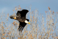 Bald Eagle Dive Bomb