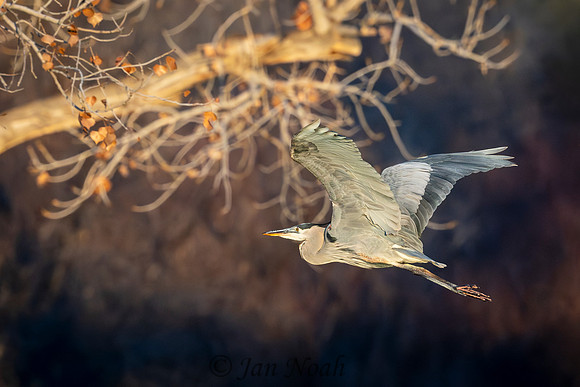 Great Blue Heron