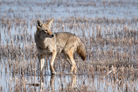 Coyote