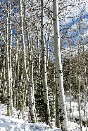 Snowy Aspens