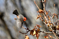 Vermilion Flycatcher
