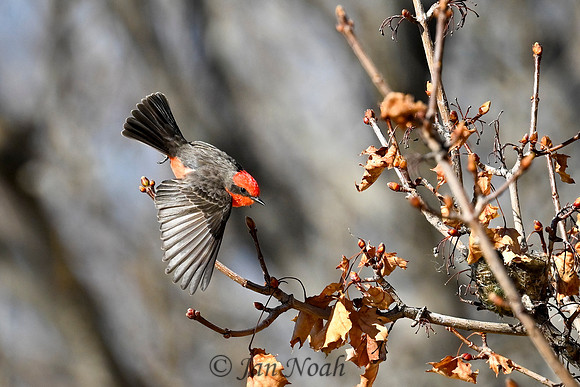 Vermilion Flycatcher