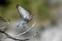 Western Bluebird
