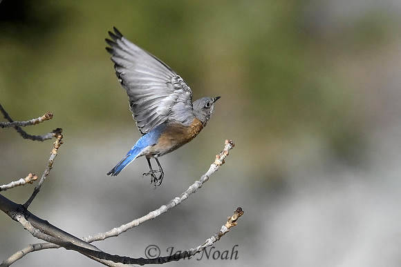 Western Bluebird