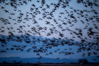 Canada Geese Impressions