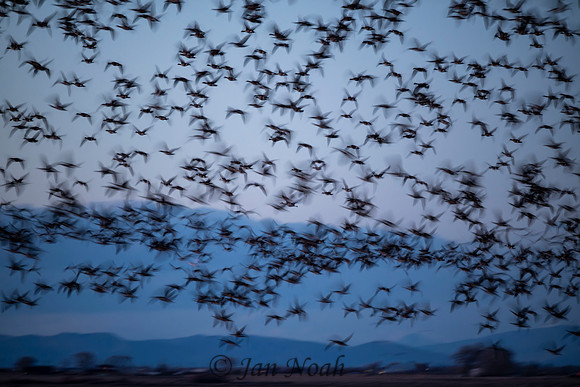 Canada Geese Impressions