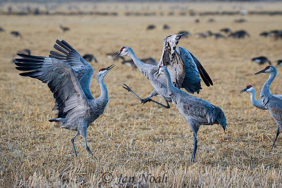 Sandhill Crane Squabble