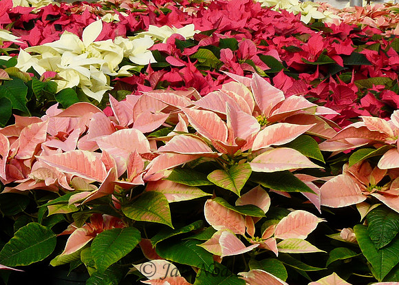 Colorful Poinsettias