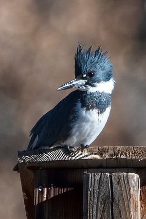 Belted Kingfisher
