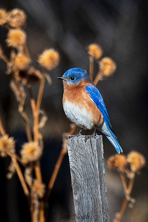 Eastern Bluebird
