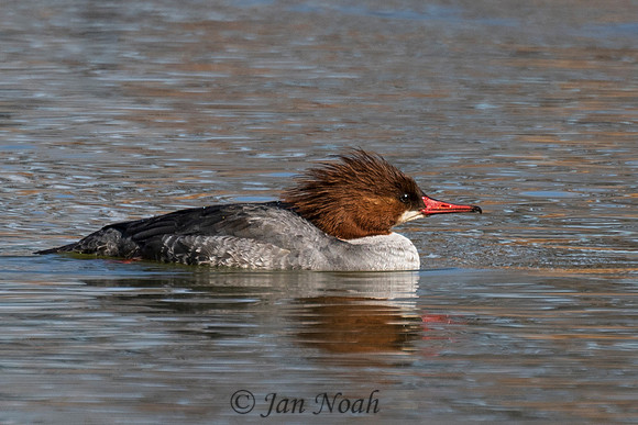 Female Common Merganser