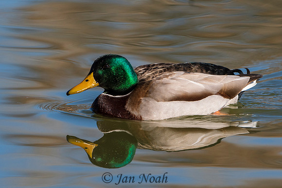 Mallard