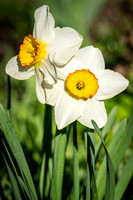 Daffodil Pairing