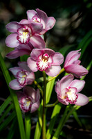 Orchids