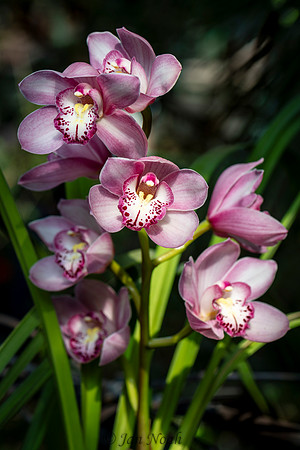 Orchids