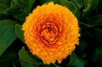 Marigold