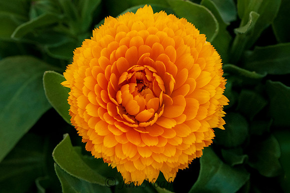 Marigold