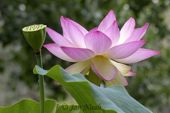 First and Second in Lotus Life