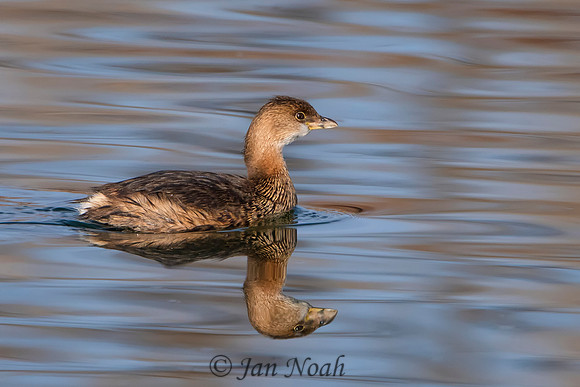 Pied-billed Grebe