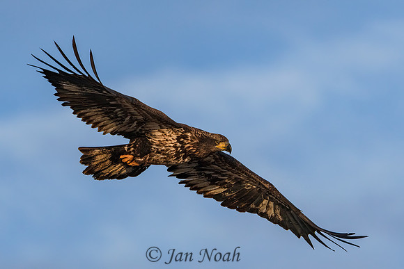 Juvenile Bald Eagle