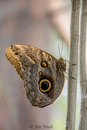 Owl Butterfly