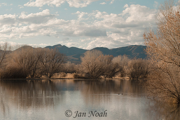 Bosque del Apache Pond