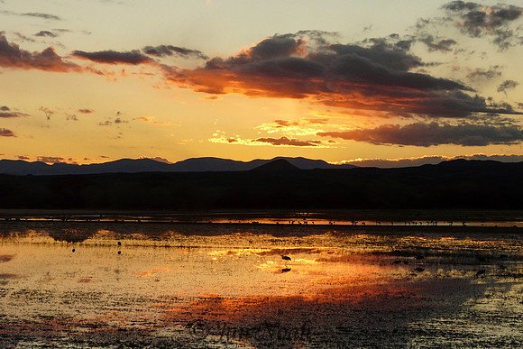 Days End At Bosque del Apache