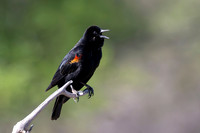 Red-winged Blackbird