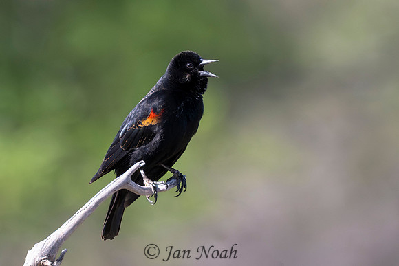 Red-winged Blackbird