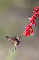 Black-chinned Hummingbird Visits a Red Yucca