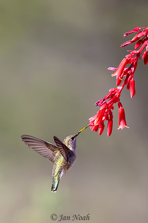 Black-chinned Hummingbird Visits a Red Yucca