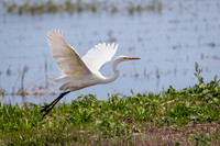 Great Egret
