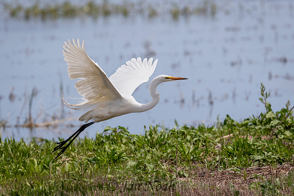 Great Egret