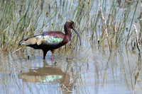 Glossy Ibis
