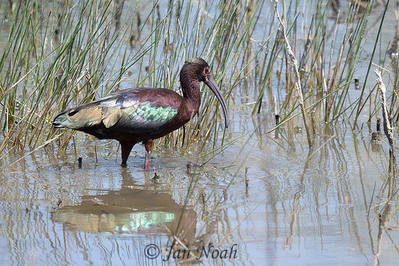 Glossy Ibis