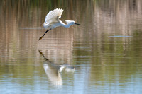 Snowy Egret
