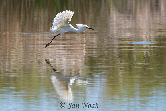 Snowy Egret