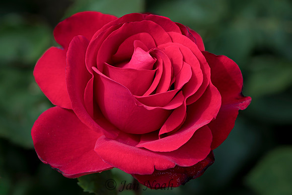 "Roses are red..."