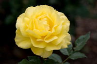 Creamy Yellow