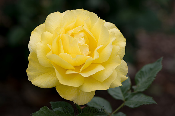 Creamy Yellow