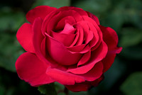 "Roses are red..."